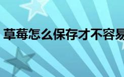 草莓怎么保存才不容易烂掉（草莓怎么保存）