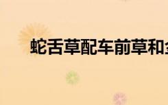 蛇舌草配车前草和金钱草功效（蛇舌）