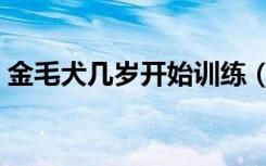 金毛犬几岁开始训练（金毛训练的最佳年龄）