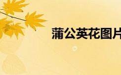 蒲公英花图片（蒲公英花）