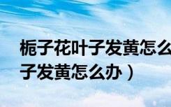 栀子花叶子发黄怎么办 百度网盘（栀子花叶子发黄怎么办）