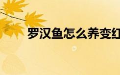 罗汉鱼怎么养变红（罗汉鱼怎么养）