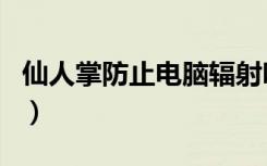 仙人掌防止电脑辐射吗（仙人掌防电脑辐射吗）
