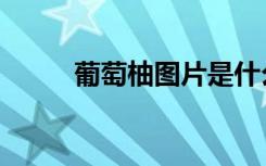葡萄柚图片是什么（葡萄柚图片）