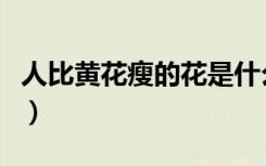 人比黄花瘦的花是什么花（人比黄花瘦的黄花）