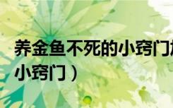 养金鱼不死的小窍门加什么药（养金鱼不死的小窍门）