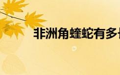 非洲角蝰蛇有多长（非洲角蝰蛇）