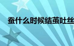 蚕什么时候结茧吐丝?（蚕什么时候结茧）