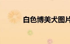 白色博美犬图片（博美犬图片）