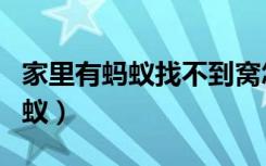 家里有蚂蚁找不到窝怎么办能除根（家里有蚂蚁）