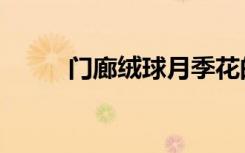 门廊绒球月季花的优缺点（门廊）