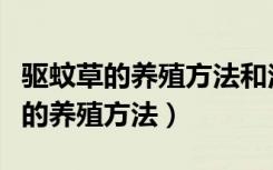 驱蚊草的养殖方法和注意事项有哪些（驱蚊草的养殖方法）