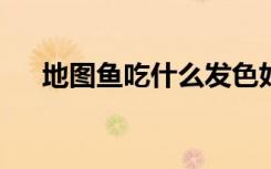 地图鱼吃什么发色好?（地图鱼吃什么）