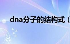 dna分子的结构式（dna分子的结构是）
