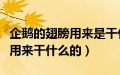 企鹅的翅膀用来是干什么用的（企鹅的翅膀是用来干什么的）