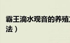 霸王滴水观音的养殖方法（滴水观音的养殖方法）