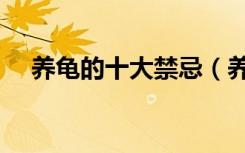 养龟的十大禁忌（养龟十大禁忌乌龟吧）