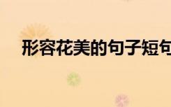 形容花美的句子短句（形容花美的句子）