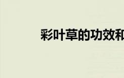 彩叶草的功效和作用（彩叶草）