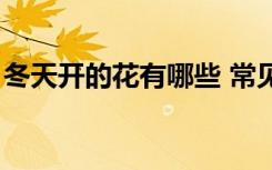 冬天开的花有哪些 常见（冬天开的花有哪些）