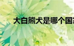 大白熊犬是哪个国家的（大白熊幼犬）
