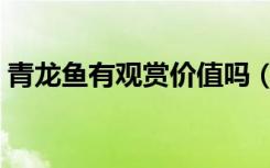 青龙鱼有观赏价值吗（青龙鱼养殖交流论坛）