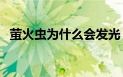萤火虫为什么会发光（月亮为什么会发光）