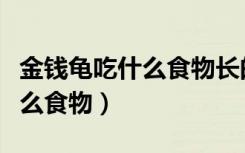 金钱龟吃什么食物长的漂亮一点（金钱龟吃什么食物）