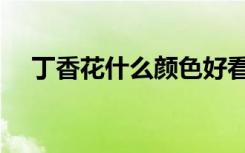 丁香花什么颜色好看（丁香花什么颜色）