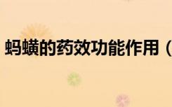 蚂蟥的药效功能作用（蚂蟥药材功效与作用）