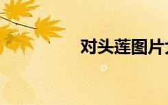 对头莲图片大全（对头）