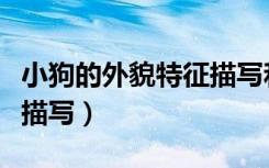 小狗的外貌特征描写和特点（小狗的外貌特征描写）
