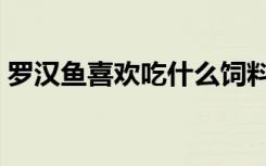 罗汉鱼喜欢吃什么饲料（罗汉鱼喜欢吃什么）