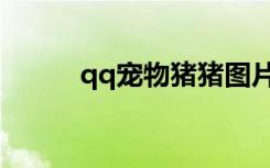 qq宠物猪猪图片（qq宠物猪猪）