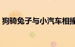 狗骑兔子与小汽车相撞搞笑视频（狗骑兔子）