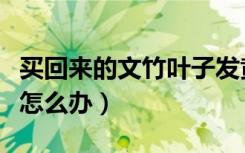 买回来的文竹叶子发黄怎么办（文竹叶子发黄怎么办）