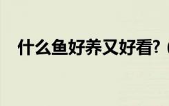 什么鱼好养又好看?（什么鱼好养又好看）