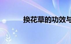 换花草的功效与作用（换花草）