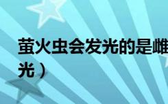 萤火虫会发光的是雌雄?（荧火虫为什么会发光）