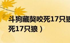 斗狗藏獒咬死17只狼什么意思（斗狗藏獒咬死17只狼）
