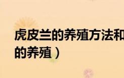 虎皮兰的养殖方法和注意事项 盆栽（虎皮兰的养殖）