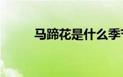 马蹄花是什么季节开的（马蹄花）