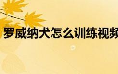 罗威纳犬怎么训练视频（罗威纳犬怎么训练）