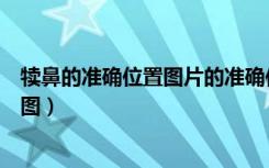犊鼻的准确位置图片的准确位置图和作用（犊鼻的准确位置图）