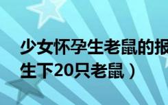 少女怀孕生老鼠的报道（震惊 女孩怀孕后却生下20只老鼠）