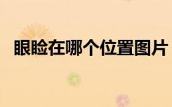 眼睑在哪个位置图片（眼睑在哪图片位置）