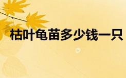 枯叶龟苗多少钱一只（枯叶龟多少钱一只）