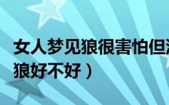 女人梦见狼很害怕但没有攻击（已婚女人梦见狼好不好）