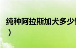 纯种阿拉斯加犬多少钱一只（纯种阿拉斯加犬）