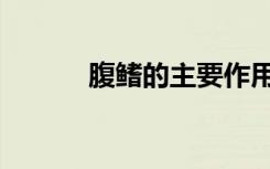 腹鳍的主要作用是什么（腹鳍）